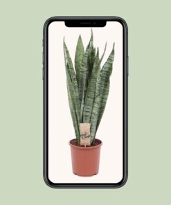 Sansevieria Zeylanica - Ø17Cm - ↕60Cm - Afbeelding 4