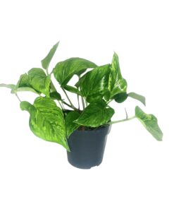 Scindapsus Pictus Trebie - Ø12Cm - ↕20Cm