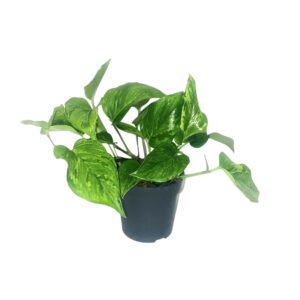 Scindapsus Pictus 'Trebie' – zilvergespikkelde kamerklimmer – ±12 cm