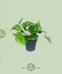 Scindapsus Pictus Trebie - Ø12Cm - ↕20Cm - Afbeelding 2