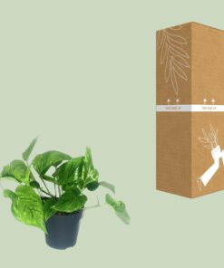 Scindapsus Pictus Trebie - Ø12Cm - ↕20Cm - Afbeelding 3