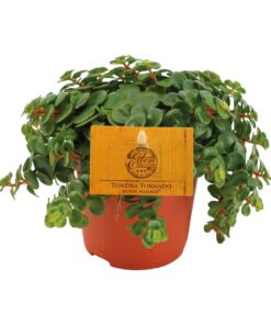 Sedum Tornado - Ø11Cm - ↕15Cm
