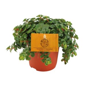Sedum Tornado – gedraaide bladeren als een draaikolk – ±11 cm