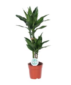 Dracaena Janet Lind - Ø17Cm - ↕70Cm