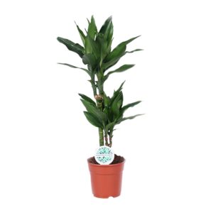 Dracaena Janet Lind – elegante drakenboom met groen blad – ±17 cm