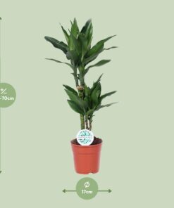 Dracaena Janet Lind - Ø17Cm - ↕70Cm - Afbeelding 2