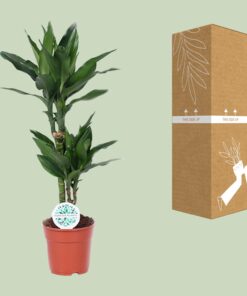 Dracaena Janet Lind - Ø17Cm - ↕70Cm - Afbeelding 3