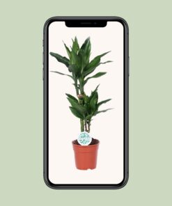Dracaena Janet Lind - Ø17Cm - ↕70Cm - Afbeelding 4