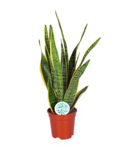 Sansevieria Trifasciata Laurentii - Ø17Cm - ↕60Cm