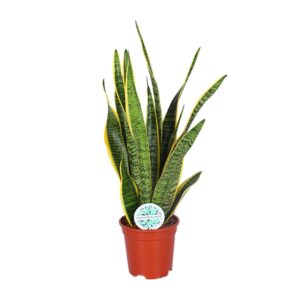 Sansevieria 'Laurentii' – Schoonmoeders tong – taaie kamerplant – ±17 cm