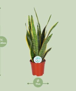 Sansevieria Trifasciata Laurentii - Ø17Cm - ↕60Cm - Afbeelding 2