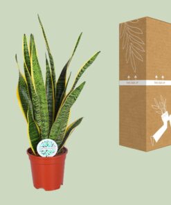 Sansevieria Trifasciata Laurentii - Ø17Cm - ↕60Cm - Afbeelding 3