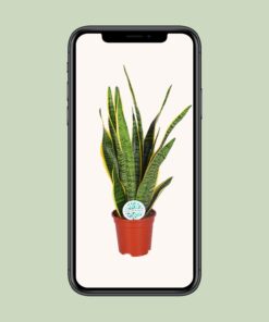 Sansevieria Trifasciata Laurentii - Ø17Cm - ↕60Cm - Afbeelding 4