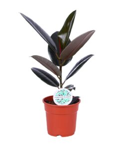 Ficus Elastica Abidjan - Ø17Cm - ↕55Cm
