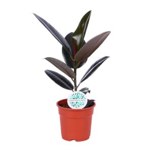 Ficus Elastica Abidjan – rubberboom – ±17 cm