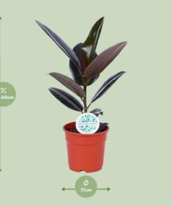 Ficus Elastica Abidjan - Ø17Cm - ↕55Cm - Afbeelding 2
