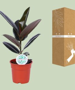 Ficus Elastica Abidjan - Ø17Cm - ↕55Cm - Afbeelding 3