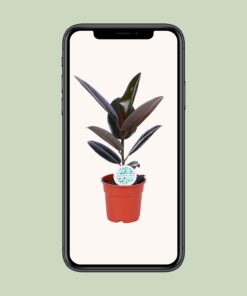 Ficus Elastica Abidjan - Ø17Cm - ↕55Cm - Afbeelding 4