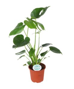 Monstera Deliciosa - Ø14Cm - ↕45Cm