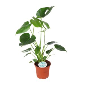 Monstera – gatenplant met tropische bladeren – ±14 cm