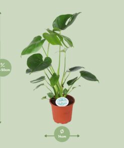 Monstera Deliciosa - Ø14Cm - ↕45Cm - Afbeelding 2