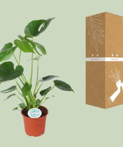 Monstera Deliciosa - Ø14Cm - ↕45Cm - Afbeelding 3