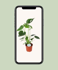 Monstera Deliciosa - Ø14Cm - ↕45Cm - Afbeelding 4