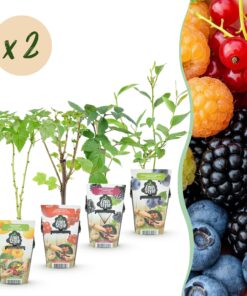 Green Boutiq - Fruitplanten - Rainbow - Rode Bes - Gele Framboos - Zwarte Braam - Blauwe Bes - Winterhard - 8 Planten - Pot  9Cm