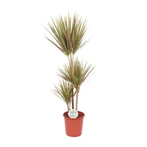 Dracaena Bicolor – tweekleurige bladeren met groene kern en rode rand – ±24 cm