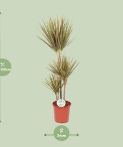 Dracaena Bicolor - Ø24Cm - ↕115Cm - Afbeelding 2
