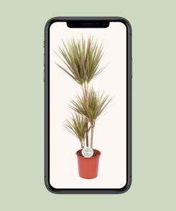 Dracaena Bicolor - Ø24Cm - ↕115Cm - Afbeelding 4
