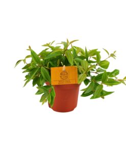 Peperomia Ang. Rocca Vivace - Ø11Cm - ↕15Cm