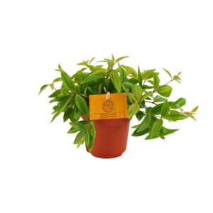 Peperomia Angulata 'Rocca Vivace' – compacte kamerplant voor beginners – ±11 cm
