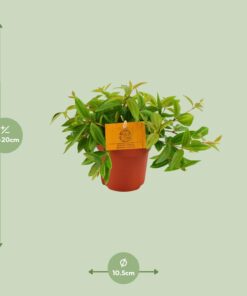 Peperomia Ang. Rocca Vivace - Ø11Cm - ↕15Cm - Afbeelding 2