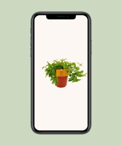 Peperomia Ang. Rocca Vivace - Ø11Cm - ↕15Cm - Afbeelding 4