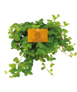 Peperomia Rotundifolia - Ø11Cm - ↕15Cm