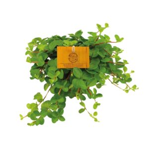 Peperomia Rotundifolia – compacte hangkamerplant met ronde blaadjes – ±11 cm
