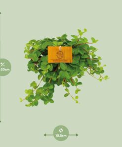 Peperomia Rotundifolia - Ø11Cm - ↕15Cm - Afbeelding 2