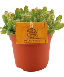 Hylocereus Undatus - Ø11Cm - ↕15Cm