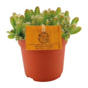 Drakenvrucht cactus (Hylocereus undatus) – klimmende – ±11 cm