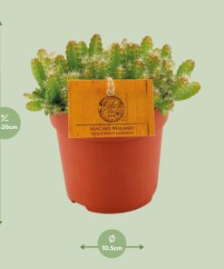 Hylocereus Undatus - Ø11Cm - ↕15Cm - Afbeelding 2