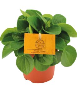 Peperomia Rana Verde - Ø11Cm - ↕15Cm