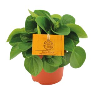 Peperomia Rana Verde – compacte kamerplant met glanzend blad – ±11 cm