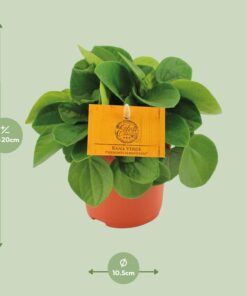 Peperomia Rana Verde - Ø11Cm - ↕15Cm - Afbeelding 2