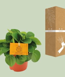 Peperomia Rana Verde - Ø11Cm - ↕15Cm - Afbeelding 3