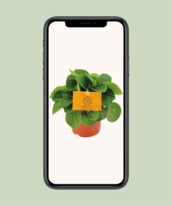 Peperomia Rana Verde - Ø11Cm - ↕15Cm - Afbeelding 4