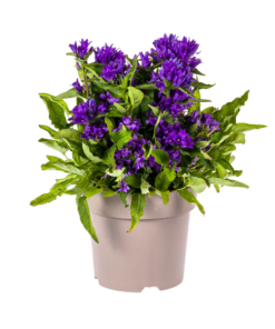 Campanula Glomerata Genti Blue Ø19Cm - ↕30 - 40Cm