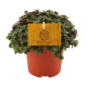 Callisia Turtle – compacte hangplant met bontgekleurd blad – pot 10 cm