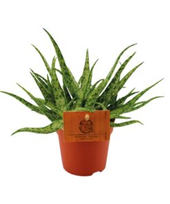 Aloe Spider - Ø10,5 ↕15
