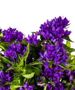 Campanula Glomerata Genti Blue Ø19Cm - ↕30 - 40Cm - Afbeelding 2